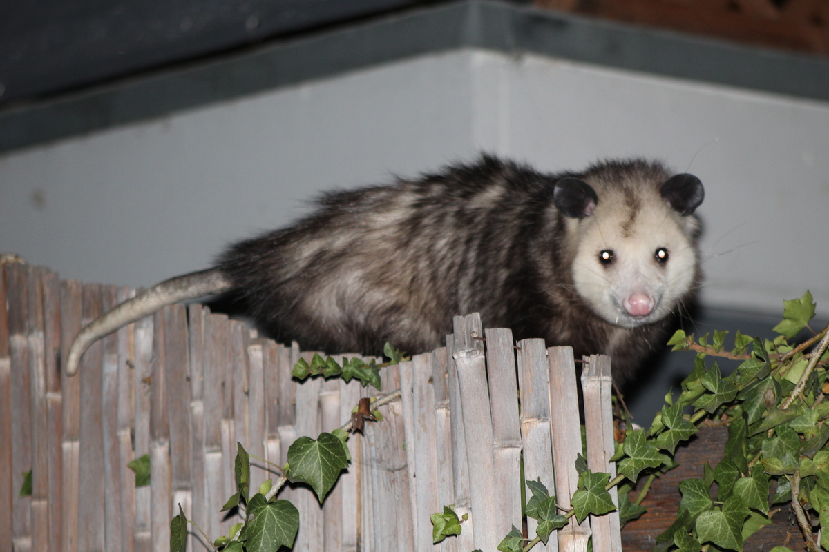 Opossum Tipp City Ohio